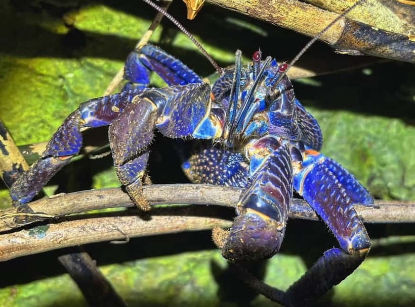 Miyako Island: Stars & Jungle Night Walking Tour - Japanese or English, and what that means