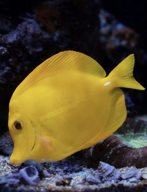 Night Time Snorkel At Turtle Town With Lights And Stars - Key points to know before you book