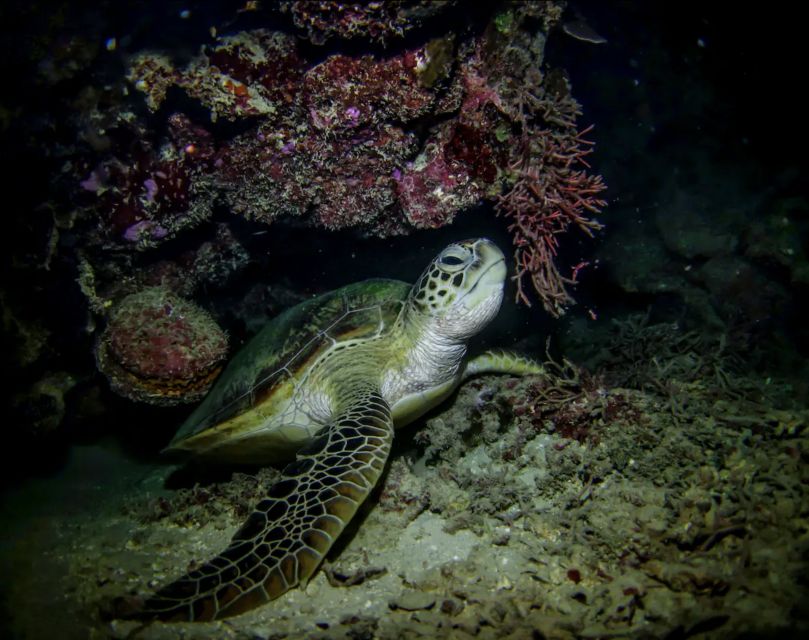 Night Time Snorkel At Turtle Town With Lights And Stars - Why nighttime makes Turtle Town different