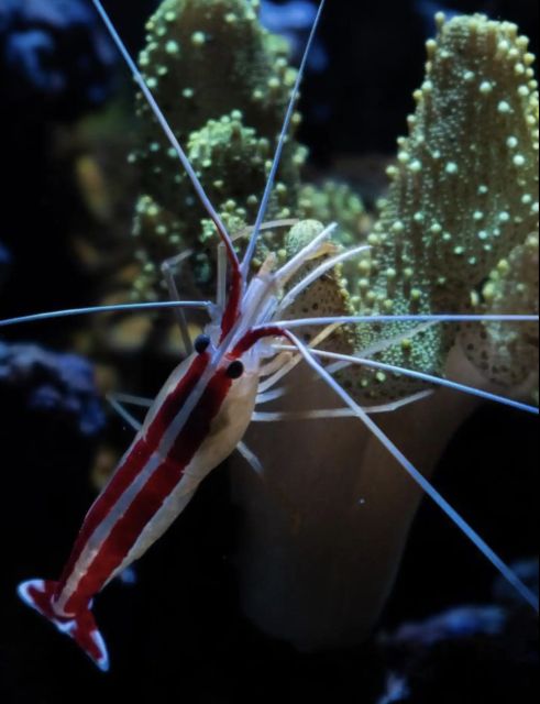Night Time Snorkel At Turtle Town With Lights And Stars - What you may see beneath the Maui stars
