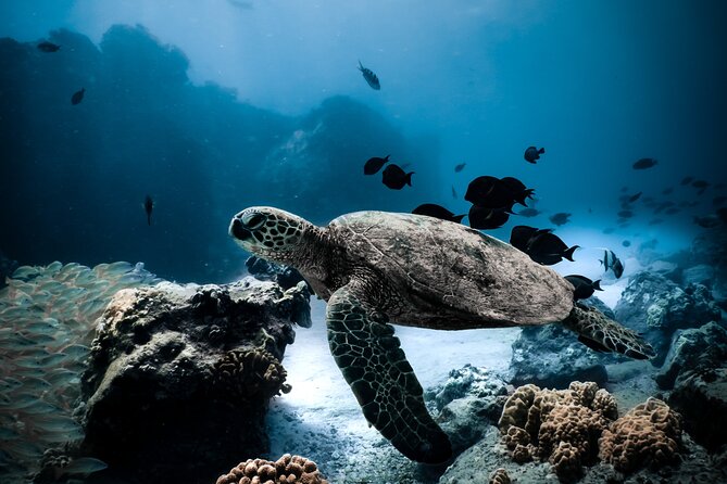 Night-Time Snorkel at TurtleTown with Stars, Lights, and Photos - Key points to know before booking