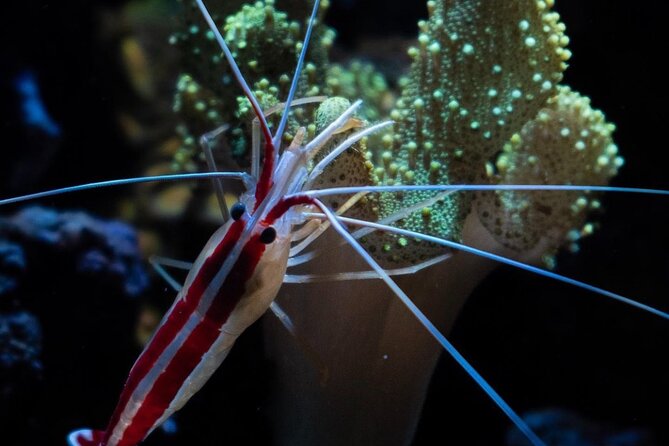 Night-Time Snorkel at TurtleTown with Stars, Lights, and Photos - Lights, safety gear, and the photo option