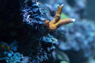 Night-Time Snorkel at TurtleTown with Stars, Lights, and Photos