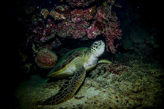 Night-Time Snorkel at TurtleTown with Stars, Lights, and Photos - Is $119.20 a fair price?