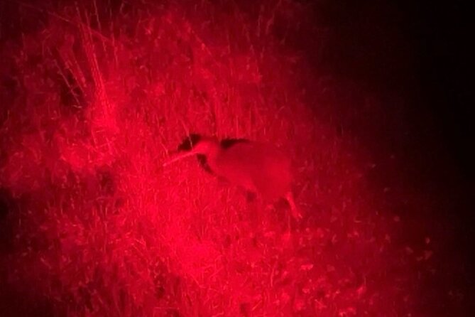 Nocturnal Wonders Tawharanui Kiwi Spotting and Stargazing Tour - What the three-hour timing means