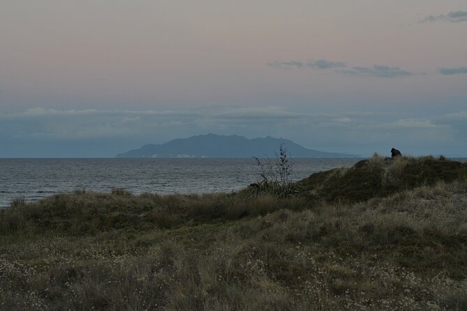 Nocturnal Wonders Tawharanui Kiwi Spotting and Stargazing Tour - Weather, cancellation, and practical planning