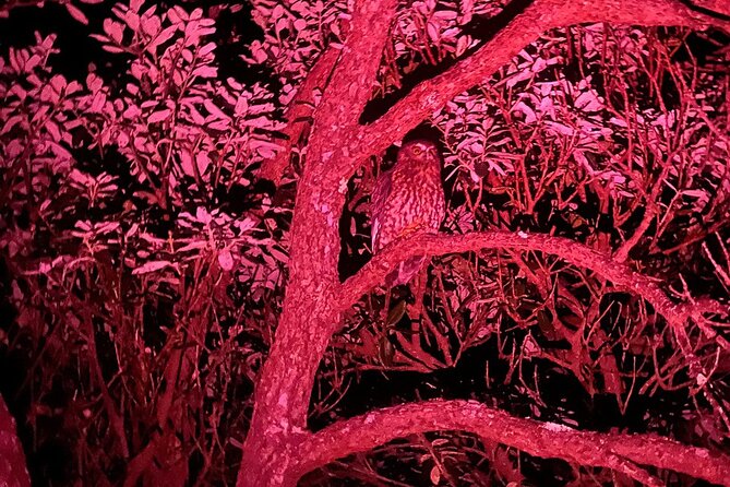 Nocturnal Wonders Tawharanui Kiwi Spotting and Stargazing Tour - From native bush to a dark-sky stop