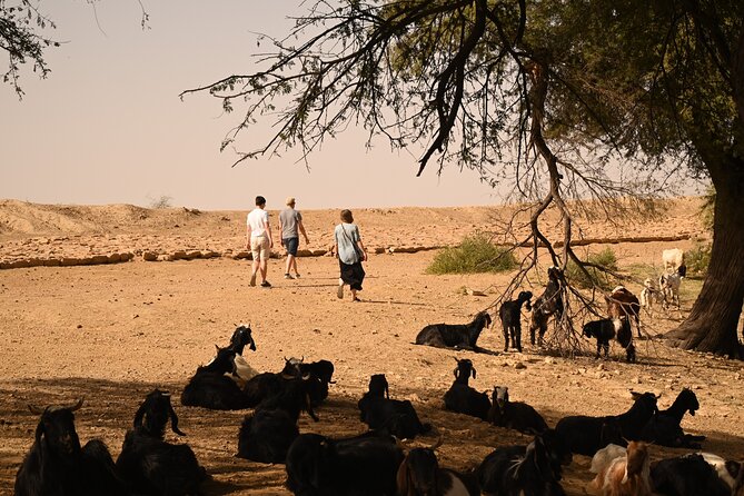 Non-Touristic Overnight Camel Safari with Stargazing Hidden Tour In Desert - What the $100 price includes