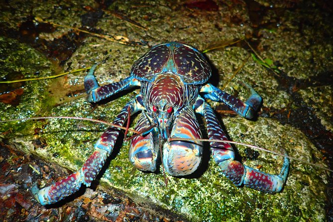 Okinawa Miyako Star Gazing & Subtropical Jungle Night Tour - Getting to Kurimajima after dark