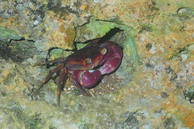 Okinawa Miyako Star Gazing & Subtropical Jungle Night Tour - Timing can change, so keep your evening flexible