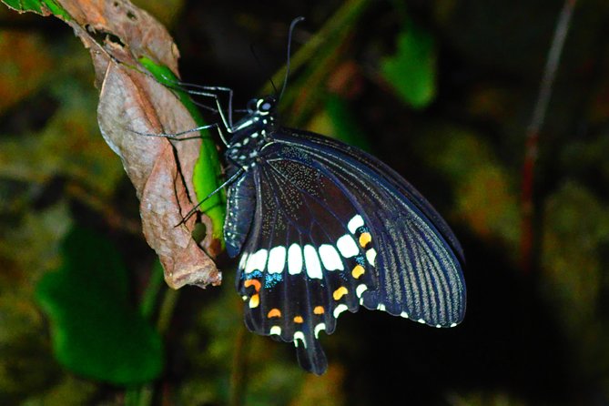 Okinawa Miyako Star Gazing & Subtropical Jungle Night Tour - English support is available, but confirm it