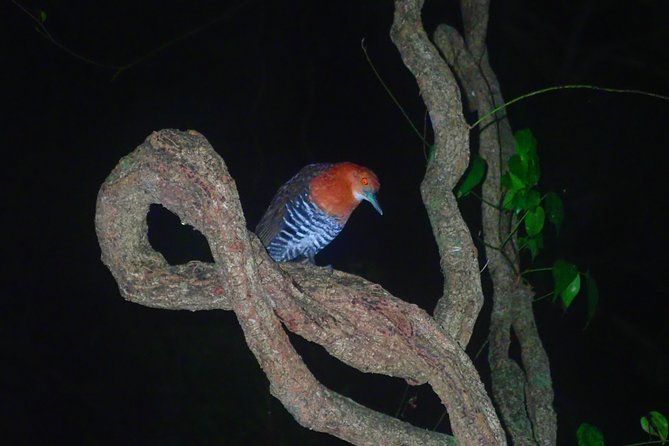Okinawa Miyako Star Gazing & Subtropical Jungle Night Tour - Weather, safety, and what you can control
