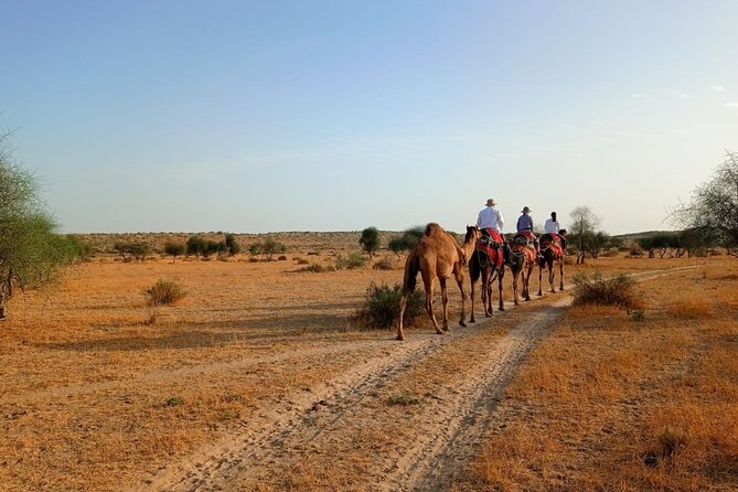 Overnight Camel Safari: Non-Touristic, Sleep Under the Stars! - A quiet camp away from the crowds