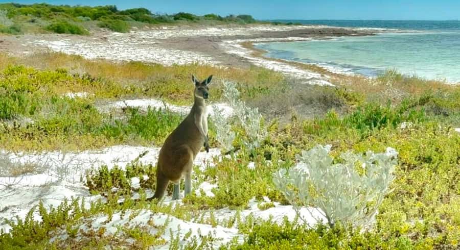 Perth: Pinnacles Stargazing, Sandboarding & Beach Kangaroos - The coastal stop and the search for wild kangaroos