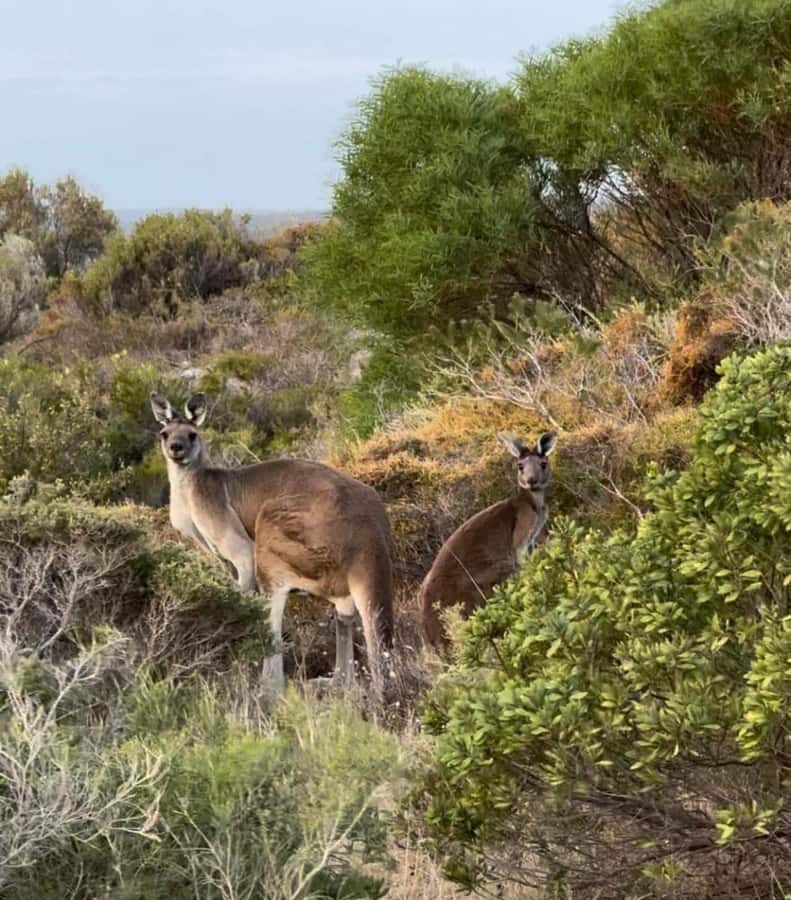 Perth: Pinnacles Stargazing, Sandboarding & Beach Kangaroos - A BBQ dinner before the stars appear