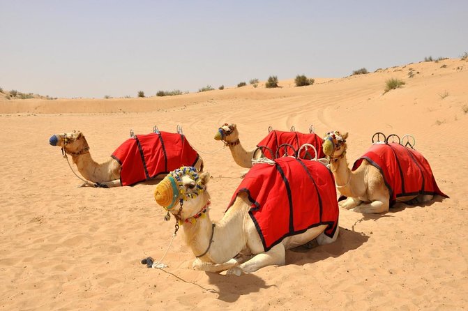 Private Night Vintage Land Rover Desert Safari & Stargazing - Key points to know before booking