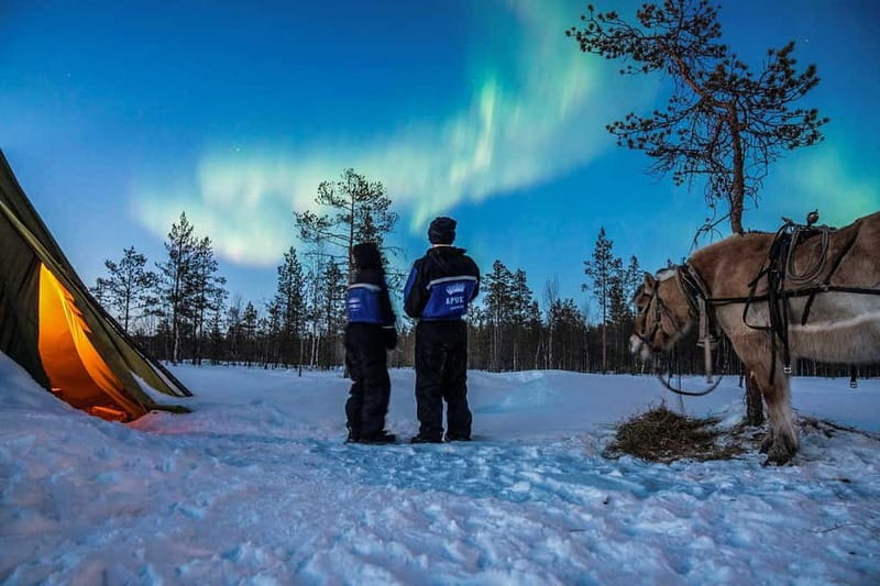 Rovaniemi: Horse Sleigh Ride under the Night Sky - Key points to know before booking