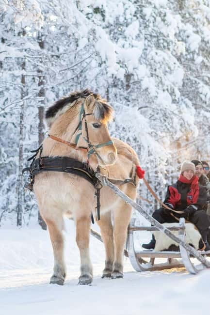Rovaniemi: Horse Sleigh Ride under the Night Sky - A slow ride beneath the Arctic sky
