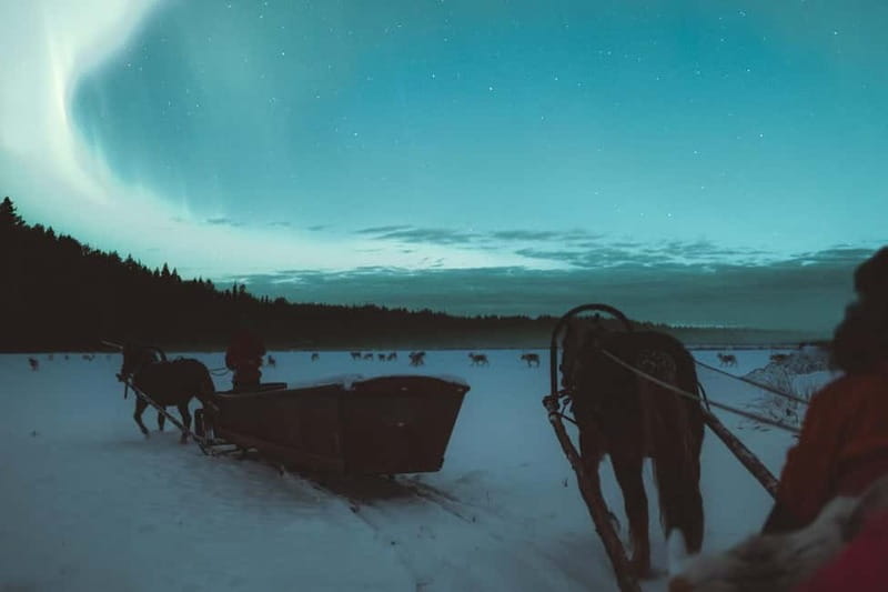 Rovaniemi: Horse Sleigh Ride under the Night Sky - Hunting for the Northern Lights