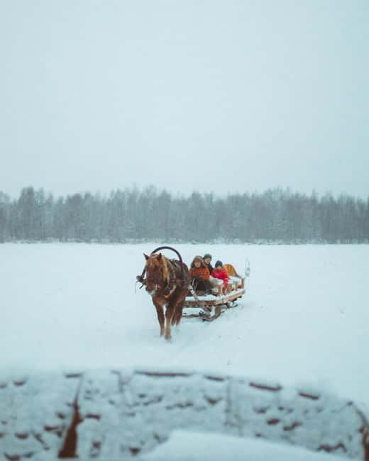 Rovaniemi: Horse Sleigh Ride under the Night Sky - Transfers from Rovaniemi and Santa Claus Village