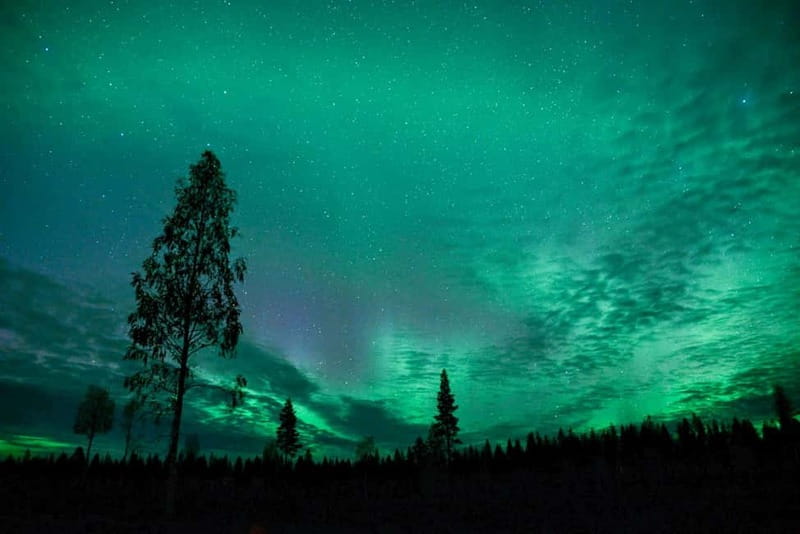 Rovaniemi: Horse Sleigh Ride under the Night Sky - Meeting the horses at Apukka Resort