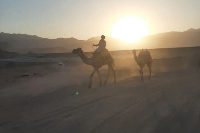 Safari 5 in 1 Quads Camels Star Gazing in Sharm El Sheikh - Dinner beneath the stars