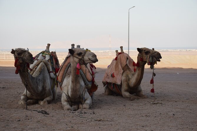 Safari Quad Bike Adventure, Camel, Show, Dinner & Stargazing - Stargazing with Zizo