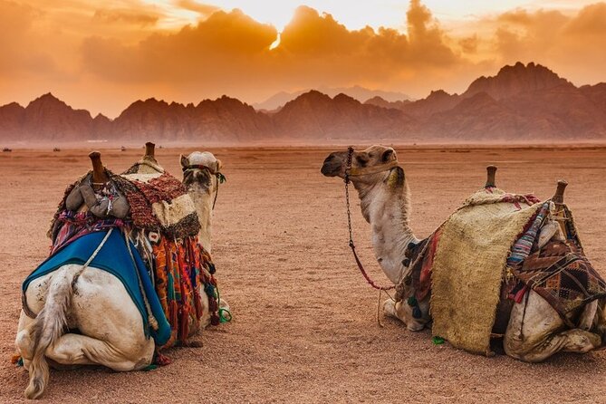 Star Gazing Safari Tour by ATV Quad and Dinner in Sharm El Sheikh - Finding Orion and planets through the telescope