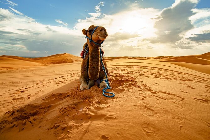 Star Gazing Safari Tour by ATV Quad and Dinner in Sharm El Sheikh - Safety, pace, and what to bring