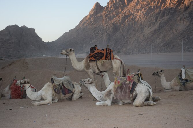 Star Gazing Safari tour By ATV Quad, Bedouin Dinner, telescope - Sharm El Sheikh - Practical tips for a smoother evening