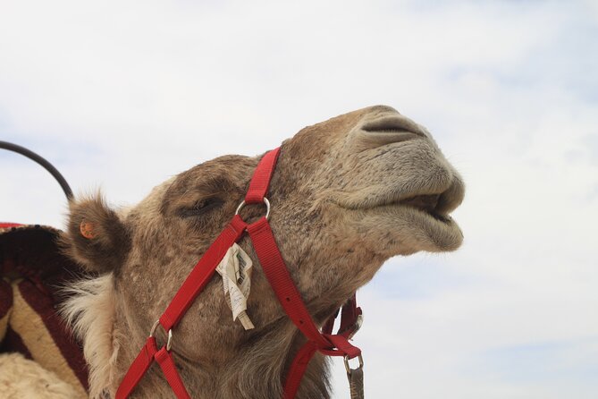 Stargazing and camel ride in the agafay desert - Key points to know before booking