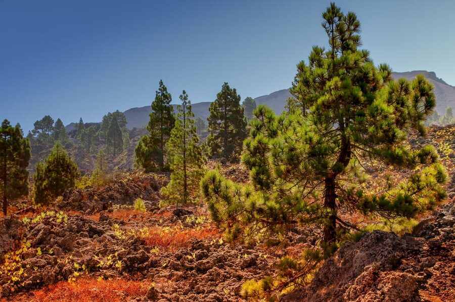 Teide: Guided Sunset & Stargazing Tour by Night with Dinner - Key things to know before booking