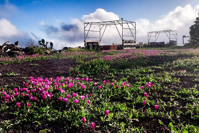 Tenerife Exclusive & Private Gastronomic, Sunset-Stargazing - Teide National Park after dark