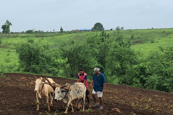 Tour De Small Town Maharashtra Nature Trekking and Star Gazing - What the $80.43 price means in practice