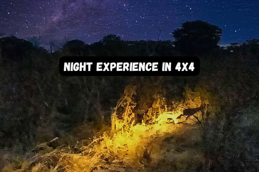 Victoria Falls: Bush Experience and Stargazing D-F-ES-GB - Why a night safari changes Victoria Falls