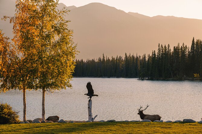 Wildlife Wild Skies: Jasper Planetarium Combo - My recommendation for booking